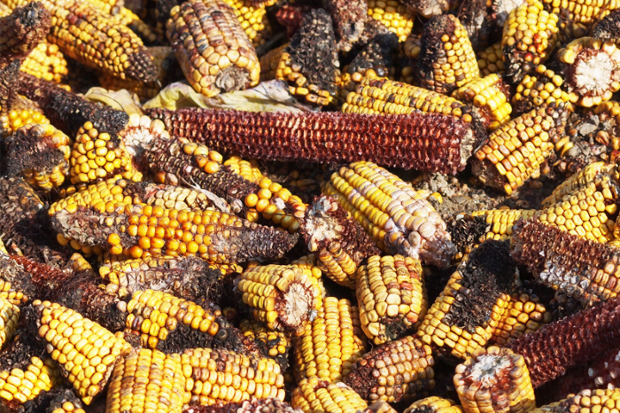 Pile of corn with aflatoxin